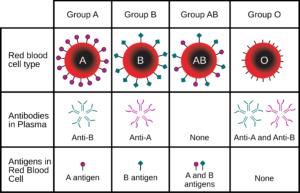 ABO and RH Blood Grouping